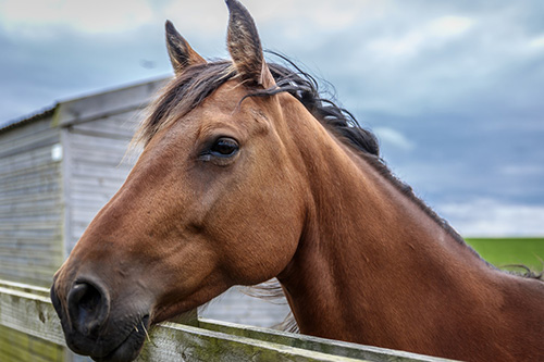 Ruthin Farmers Online Catalogue